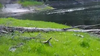 Аркуль - Медведок, озеро Чваниха.  11 июля