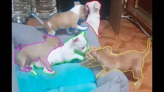 Chilling Chihuahuas (no looping)