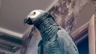 ✅ - КРЫСА! 🤣 ОДИН ДЕНЬ ИЗ ЖИЗНИ ГОВОРЯЩЕГО ПОПУГАЯ  🐦 ЖАКО ПЕТРУНЯ | FUNNY PARROT ZHAKO PETRUNYA 🔥