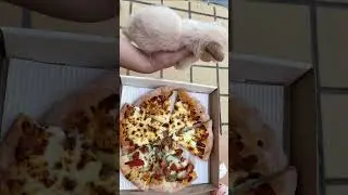 Dafuku's Picnic|#dog #dogs #dogshorts #shortvideo #shorts #pets #petnews #petlover