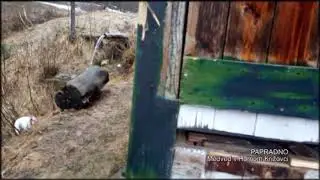 PAPRADNO - Medveď v Hornom Križovci