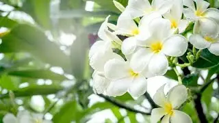 Wonderful and Amazing Outdoor Plant