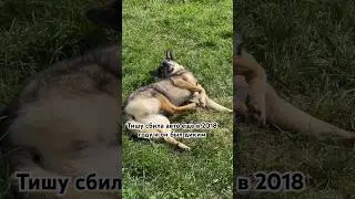 Тиша не должен был ходить. Но он бегает и нервы  мне трепет. 