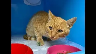Ужасная трагедия с котиком по имени 