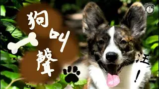 Dogs Barking│Dog Sound Effect│Animal Sounds