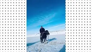 🐎སོག་པོའི་རྟ་ནི་གཞན་དང་མི་འདྲའོ།💖🐎  #Mongolian_horse🐎💖