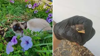 Cat Keeps Meowing For Help Till Dad looks At The Injured Bird He Discovered