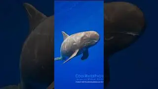 Cetaceans: Pygmy Killer Whale #fypシ #ocean #seaanimals #seacreatures #whale #whales#dolphin#dolphins