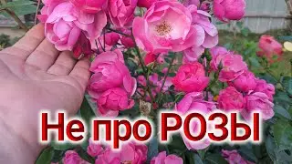 22 августа 2024 г. Когда винегрет на клумбе и есть пострадавшие
