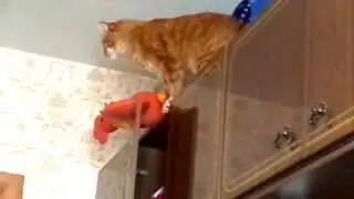 Мой котяра
