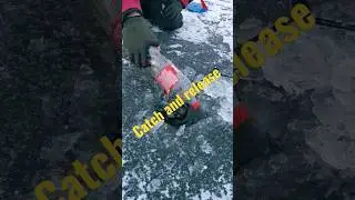 Вот что надо делать с рыбой, если она тебе не нужна 😉👍🤝🎣 #fishing #comedy #youtube