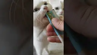 Büyük kedi ve yavru kedi😕🙄🤪.          #prensesgiller #cat #komikvideolar