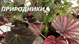 БЕГОНИИ 🌺 природники и кейны 🌺 ОБЗОР моей КОЛЛЕКЦИИ