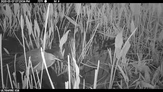 Green Heron Eating Crawdad