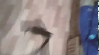 Кошка валит боком