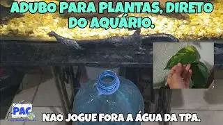 Adubo para plantas, direto do aquário.