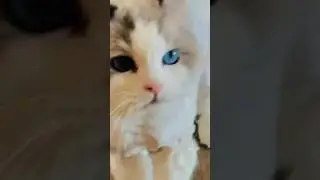 Cats are the best. Prove me wrong. #catsarethebest