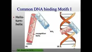Dr. David Farrell Molecular Biology - W20 Final Review