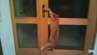 Коты открывают двери. Подборка
