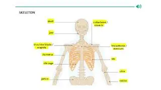 SKELETON VOCABULARY