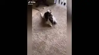 Кот под солями)))