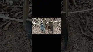 trap c 3