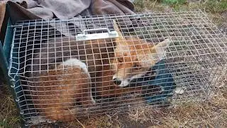 Capture de mon ami le renard mangeur de poules .capture of my friend the chicken-eating fox