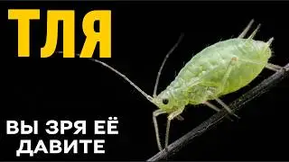 Aphids: The Most Underestimated Creature on the Planet — A Complete Breakdown