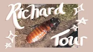 The Richard Tour (madagascar hissing cockroach)