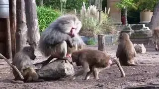 Dierenpark Amersfoort (zoo)