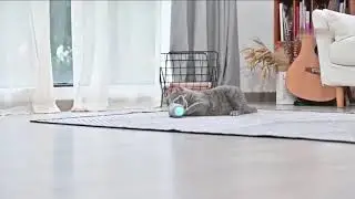 Заводная игрушка для кота Развлечение домашних питомцев Кошки и коты играют Приколы Обзор, Купить