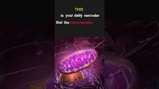 The mitochondria IS the powerhouse of the cell!