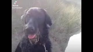 Dog (Labdradoodle) needs to visit the salon