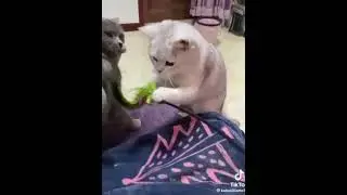 Котэ огреб звездюлей