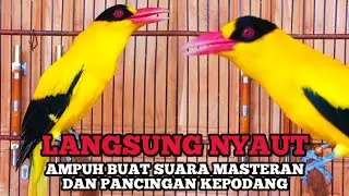 KICAUAN KEPODANG EMAS GACOR COCOK BUAT MASTERAN KEPODANG & PANCINGAN SEMUA JENIS BURUNG KEPADANG
