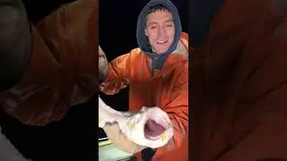 Super Rare Albino EEL!