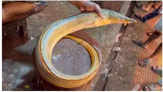 Golden eel cutting skill|| pink soft fish meat || fishcutting and cleaning || fish & fishlife...