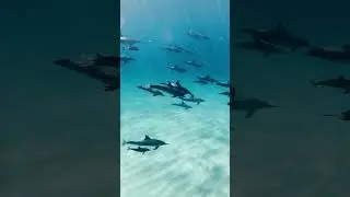 Dolphin fish underwater
