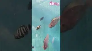 Tunnel Aquarium Exhibition @Tirunelveli | Just Living