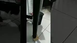 Olha que fofura