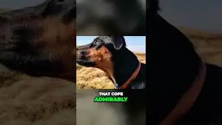 Meet the Huntaway - Unveiling the Strength and Beauty of this Unique Breed