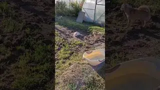 прикинься киса песиком