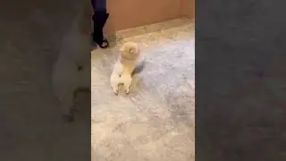 😂 СОБАКА ТАНЦЕВАКА 😂 #shorts