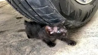 Experiment car vs baby cats car vs baby toys car vs vegetable crushing crunchy soft things by car