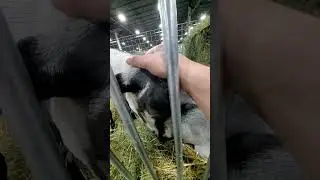 2024 Michigan State Fair 8/31/24 Petting goats