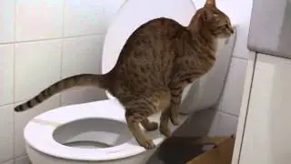 У кота запор, что делать?