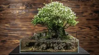 Creating a Tiny Nature