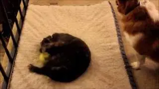 Кот забрал постель и мячик