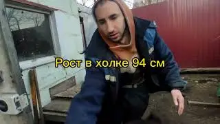 Медаушка 😁Тяж