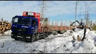 Российский форвардер Тром 20 на трелевке древесины
